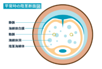 平常時の陰茎断面図