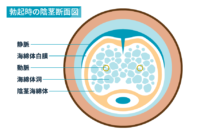 勃起時の陰茎断面図